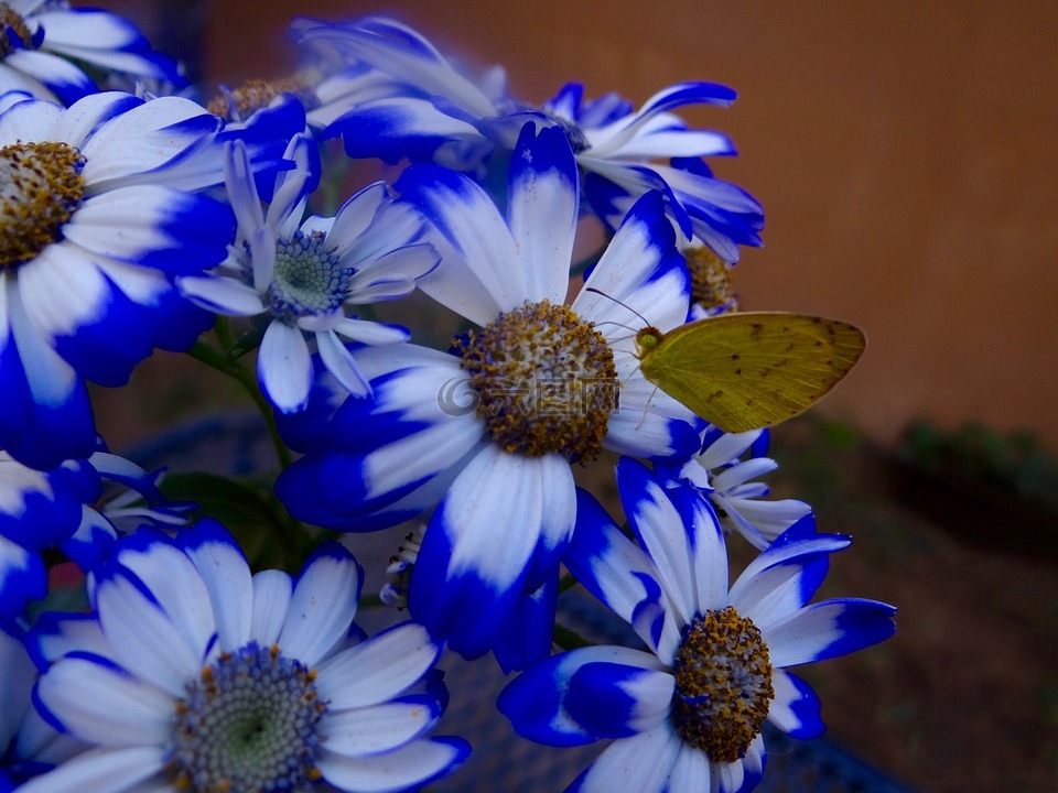 蝴蝶,玛格丽塔酒,鲜花