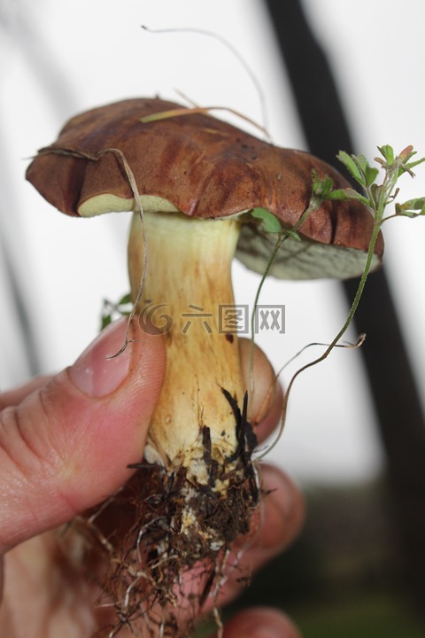 海湾牛肝菌,菌类,蘑菇
