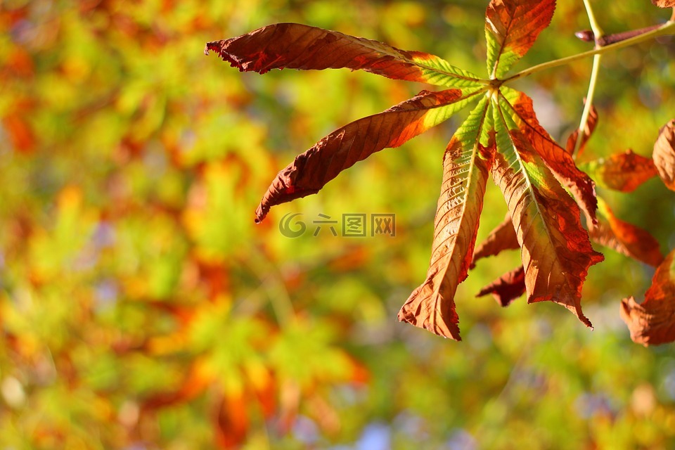 秋,叶,颜色