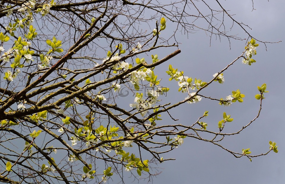 李子树,鲜花,春天