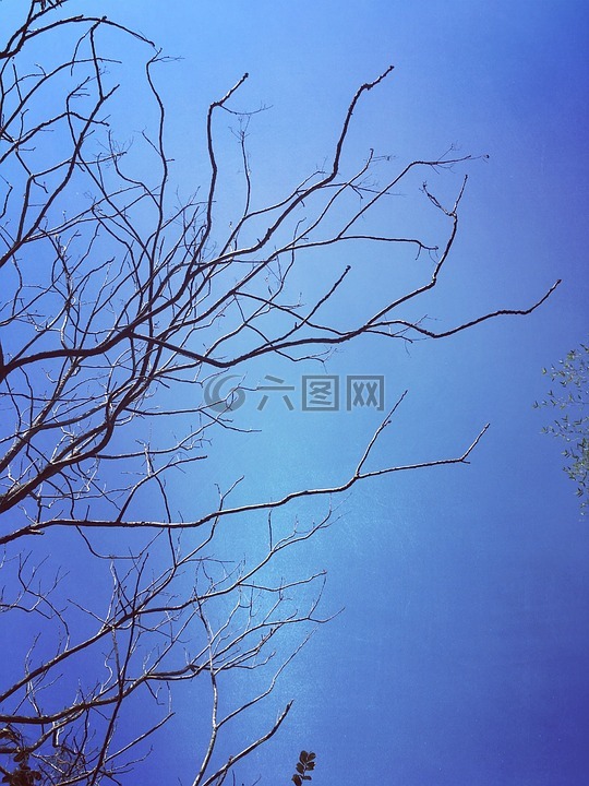 蓝天,树枝,剪影