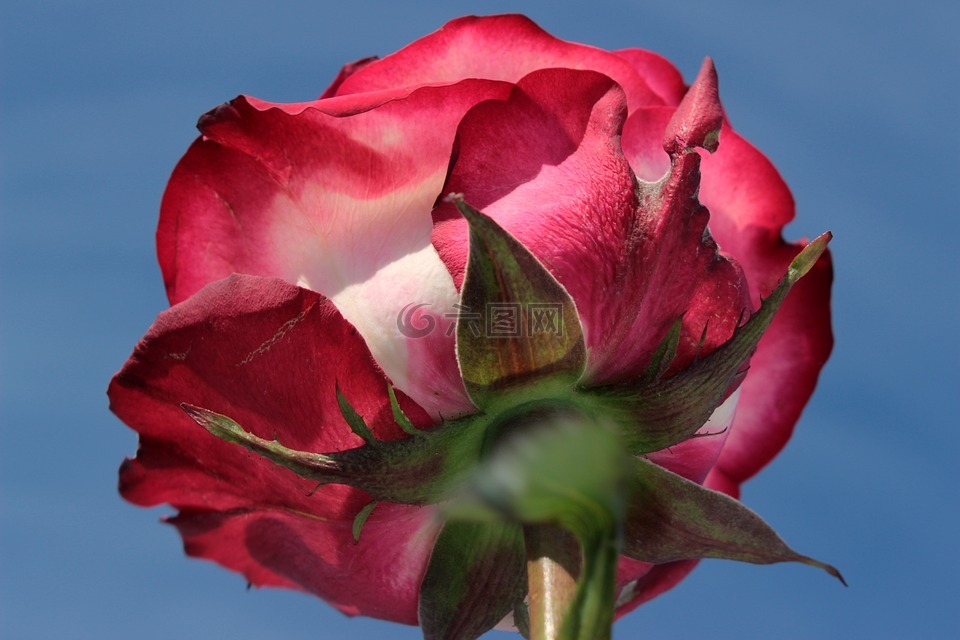玫瑰,粉红色的玫瑰,从底部