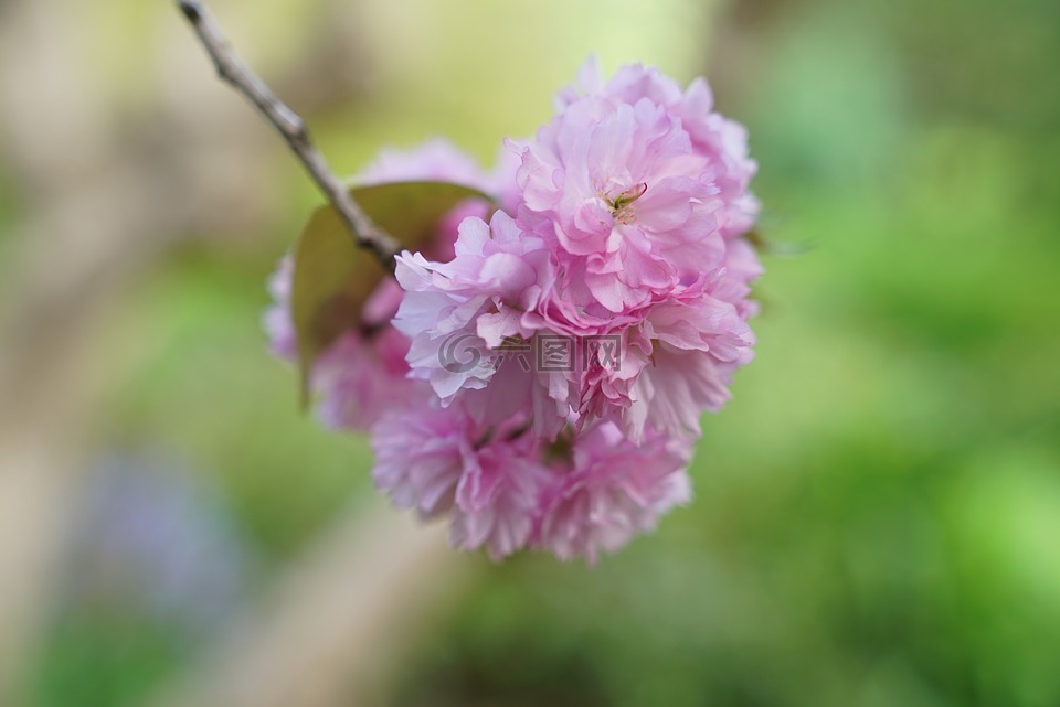 樱花,春,墨尔本
