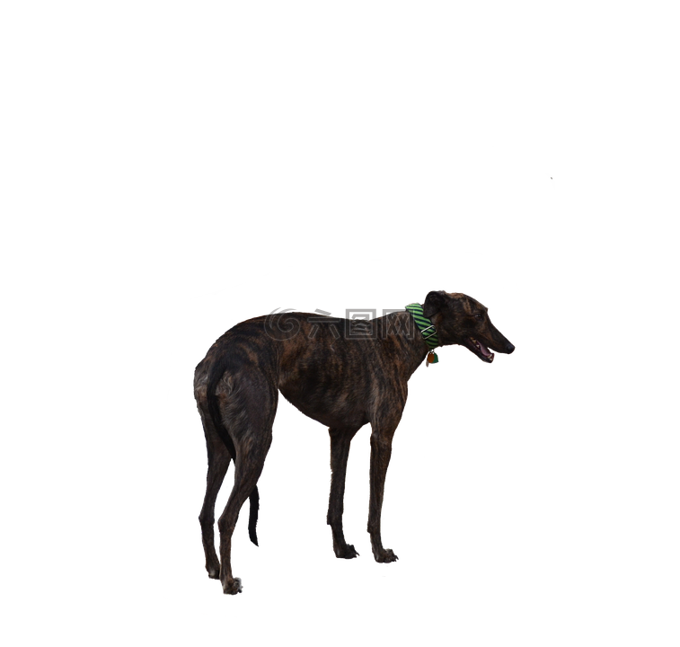 长途汽车,狗,车手