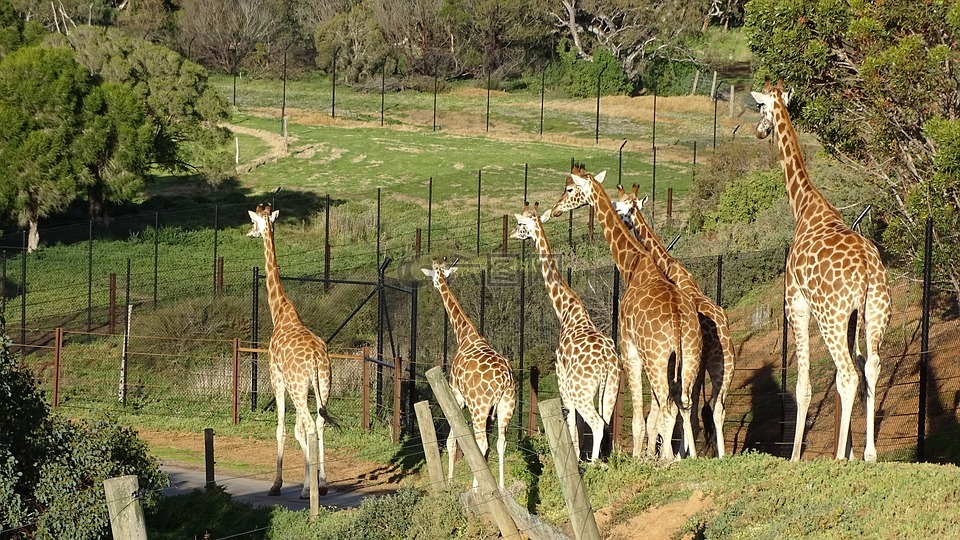 长颈鹿,哺乳动物,稀树草原