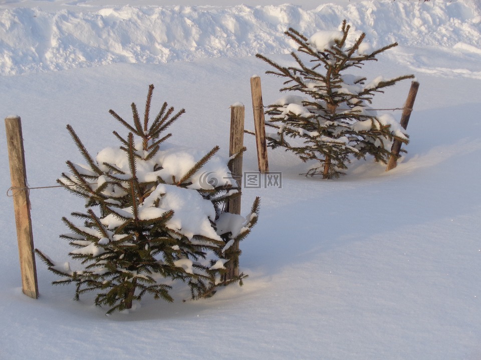 雪,光,云杉