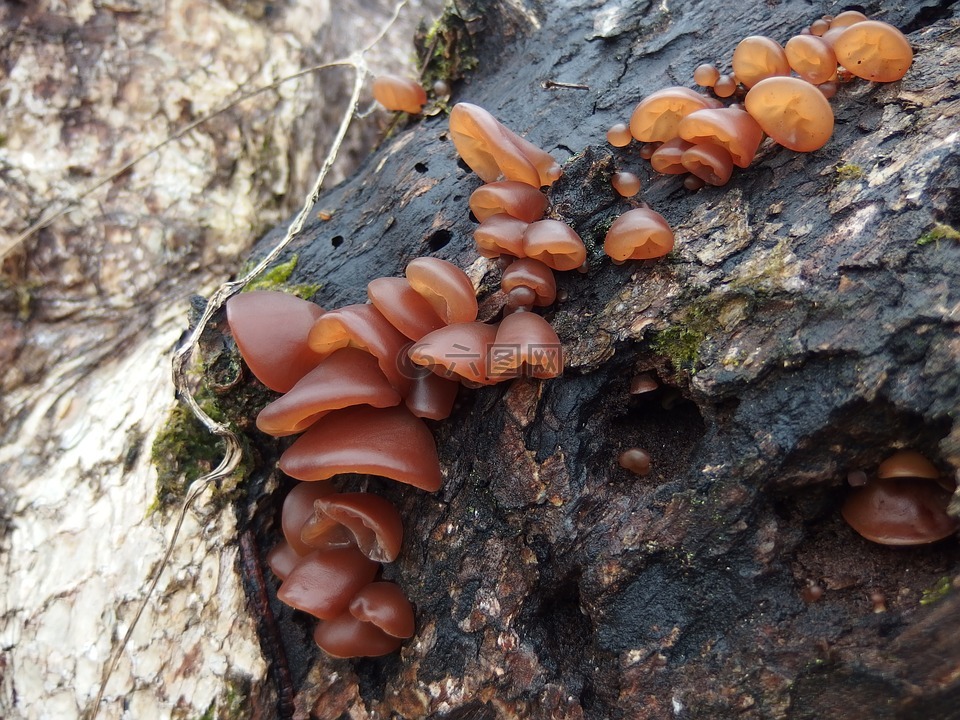 蘑菇,细菌,黑木耳