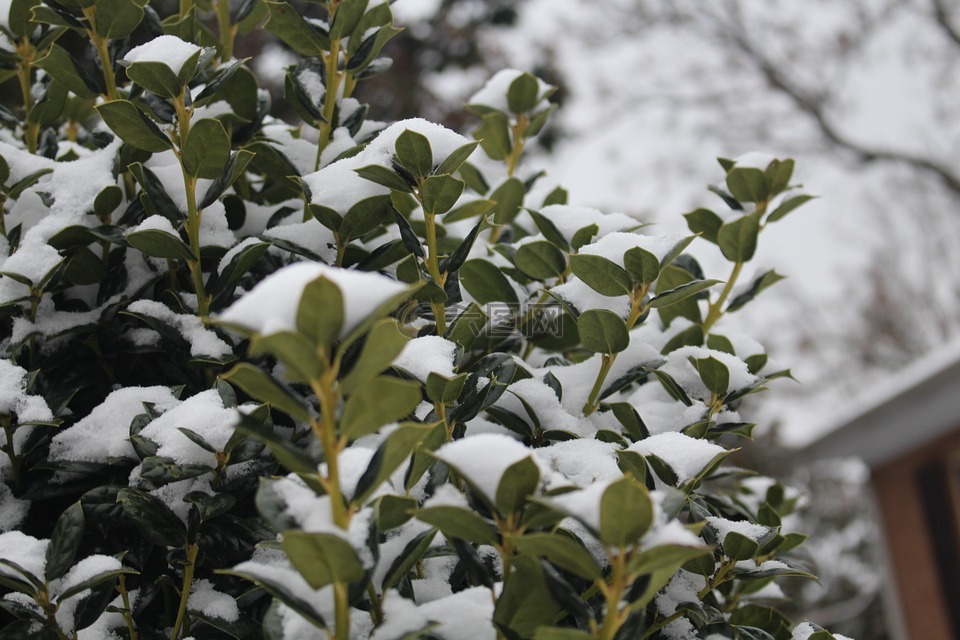 雪上灌木,灌木丛,冬天