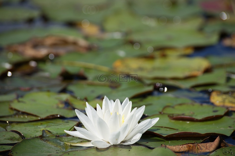 百合,花,河