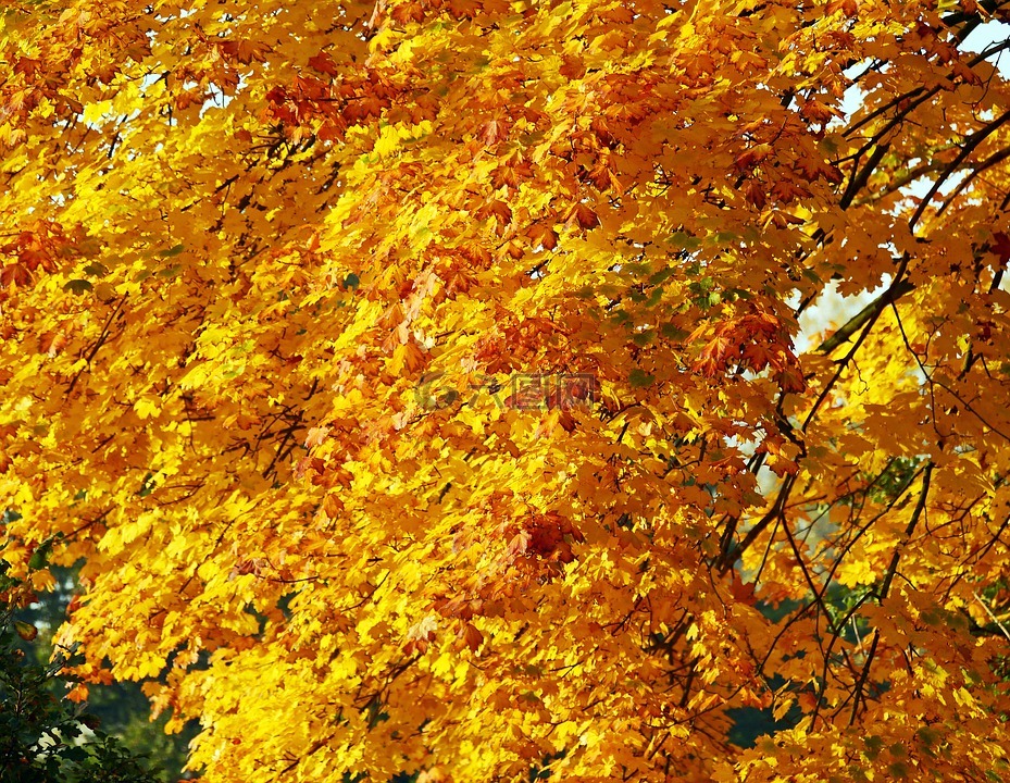 金秋十月,秋天树叶,秋天的颜色