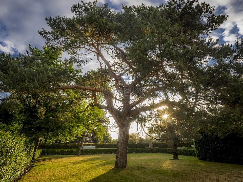 树,hdr,景观