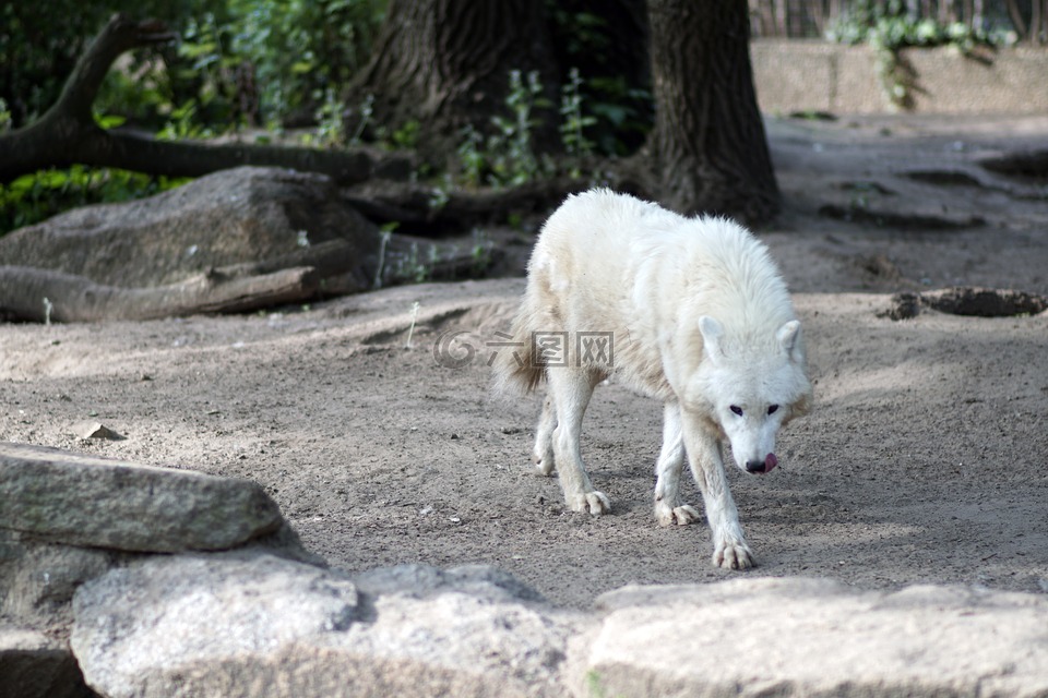 polarwolf,白色狼,森林