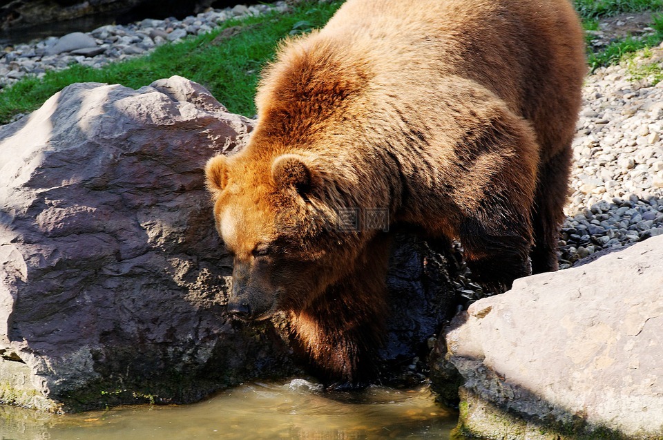 熊,布朗,堪察加半岛的熊