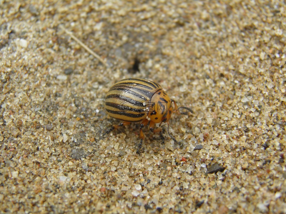 马铃薯甲虫,kolorádóbogár,砂