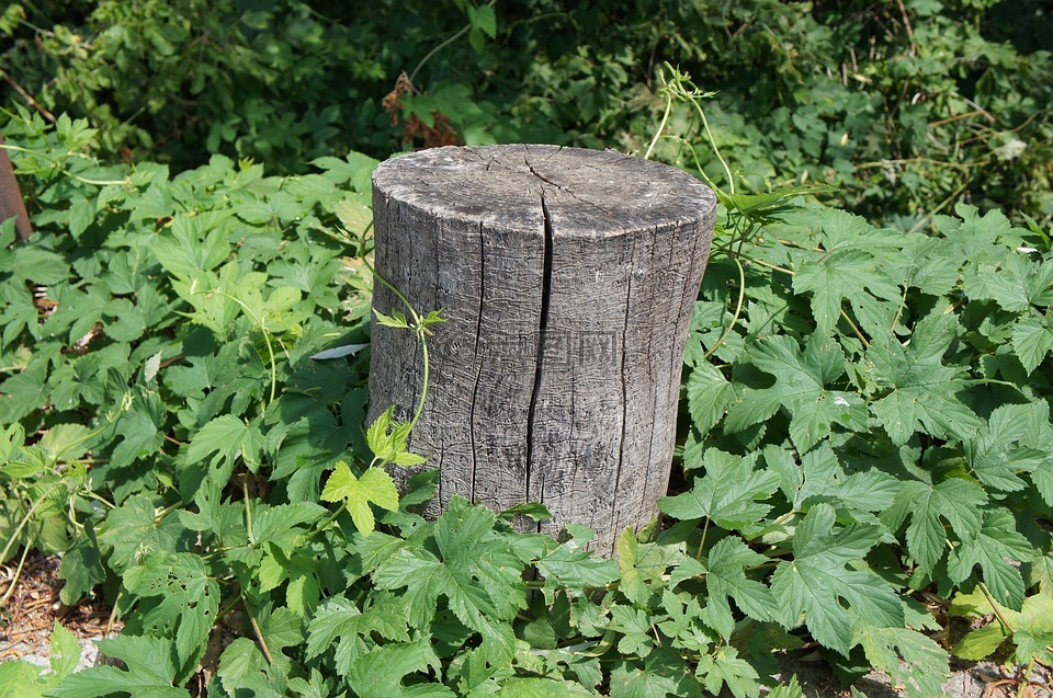 木树桩,柱,绿