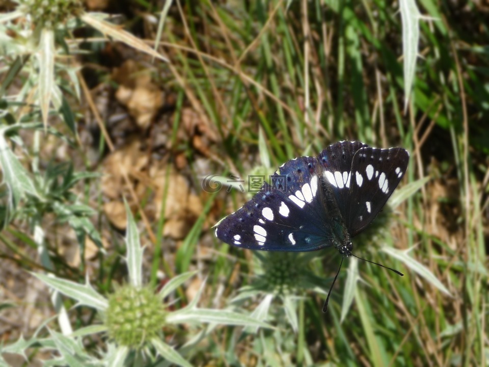 蝴蝶,蓝色,黑色