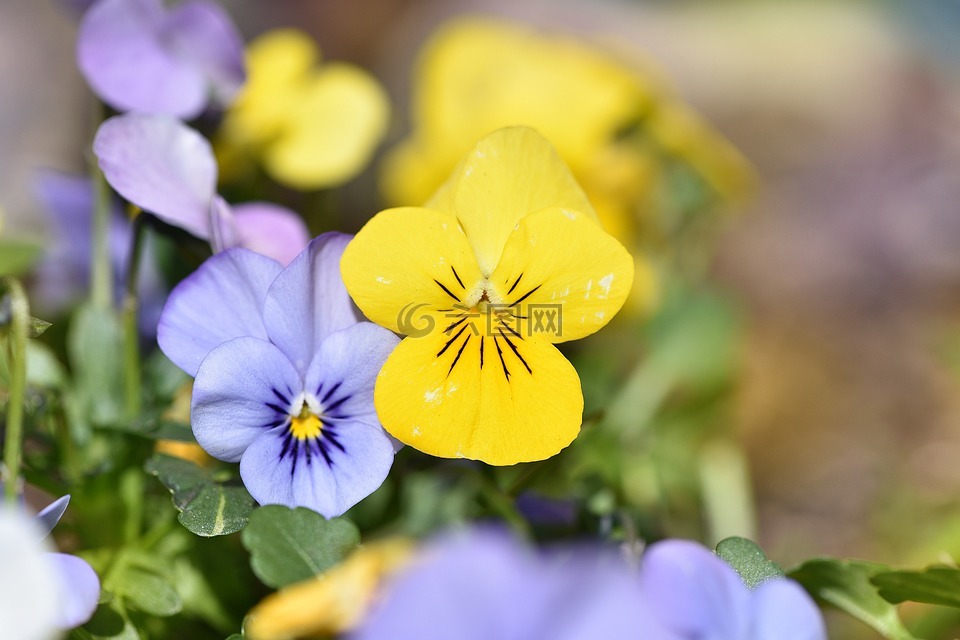 紫罗兰色,花,春天的花