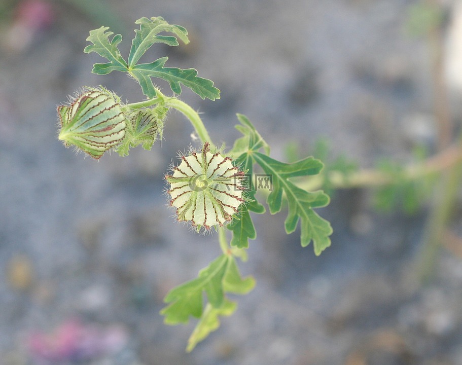 野西瓜苗,花的-一个小时,rosemallow