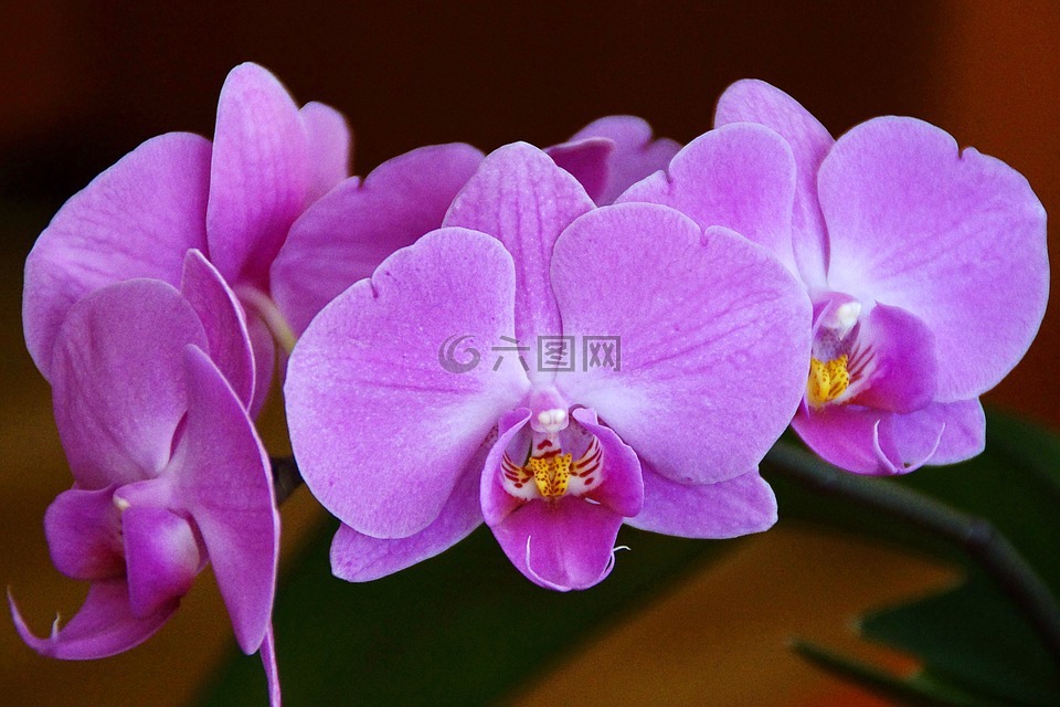 鲜花,兰花,紫