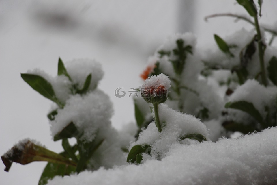 雪,花,被忽悠