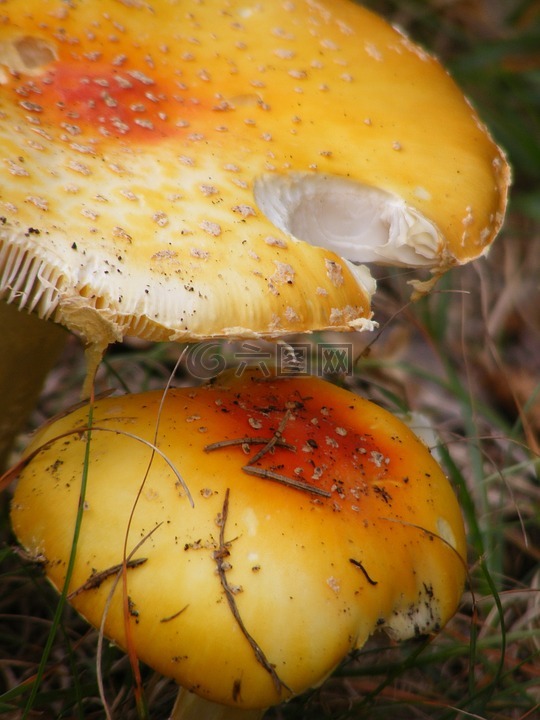 蘑菇,菌类,多彩