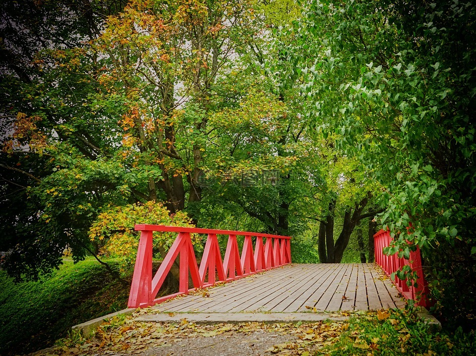 秋季,桥,公园