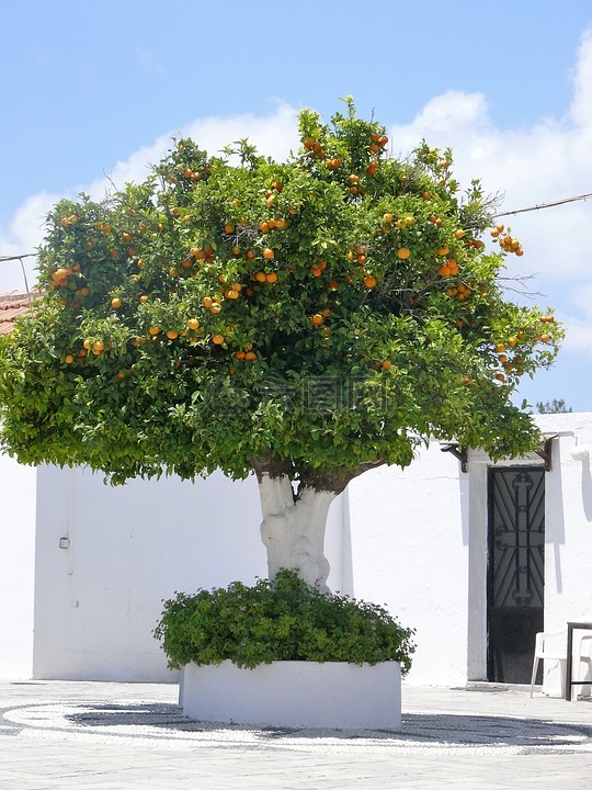 树,橘子,性质
