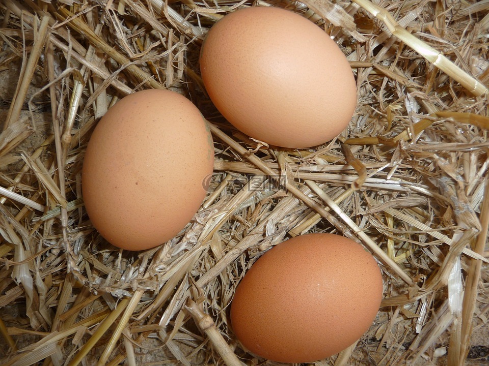 鸡蛋,鸡舍,稻草