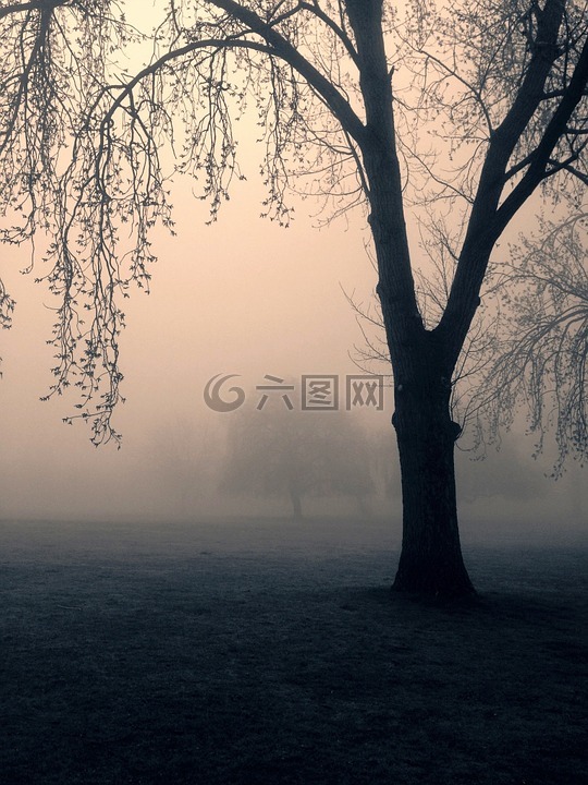 树,鬼,薄雾