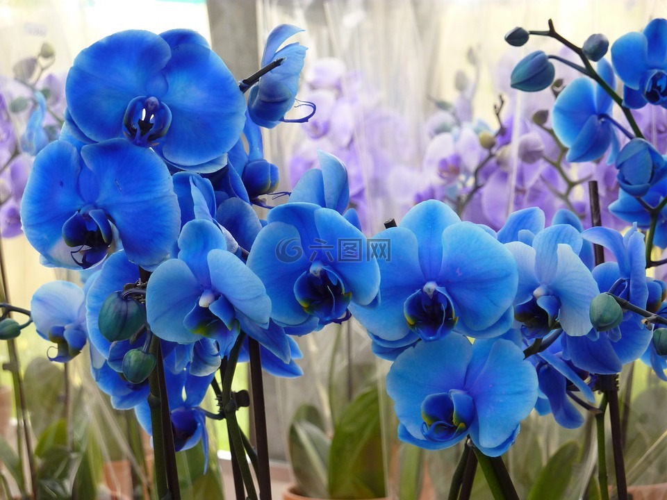 兰花,蓝色,花