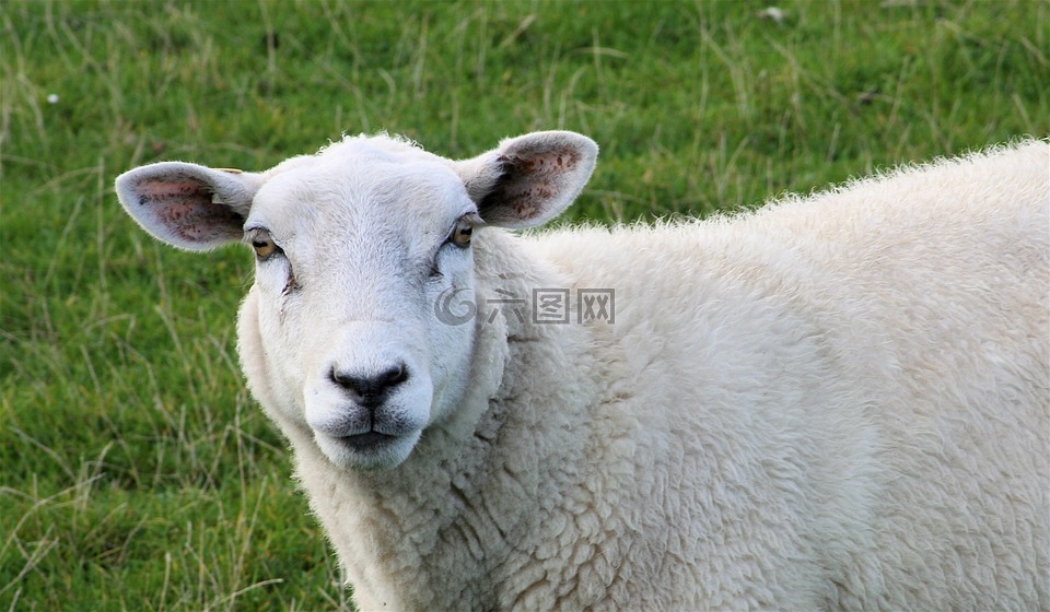 羊,羊脸,哺乳动物