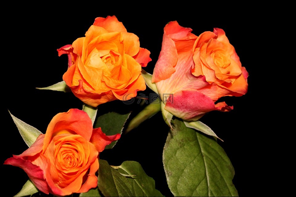 玫瑰,鲜花,多彩色