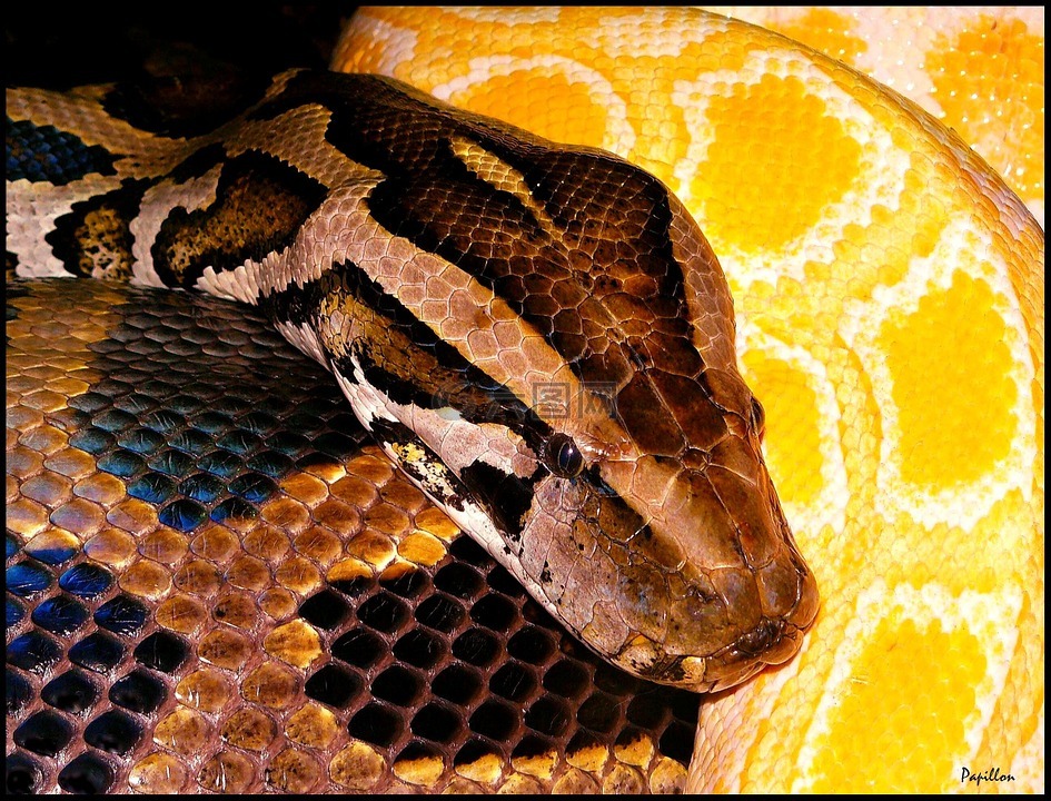 python,蛇,黑黄色