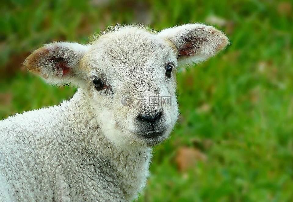 羊,羊毛,动物
