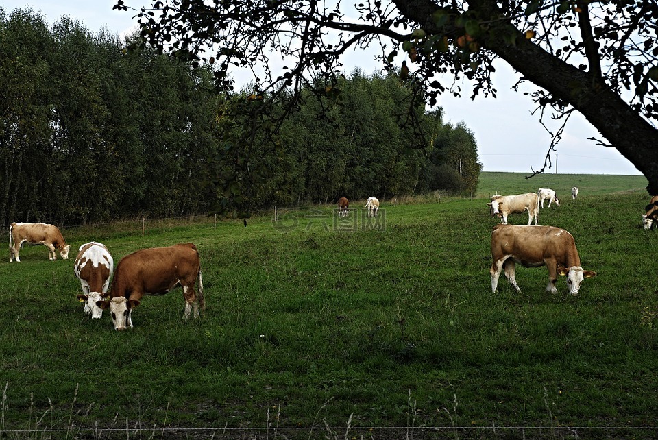 牧场,奶牛,篱笆