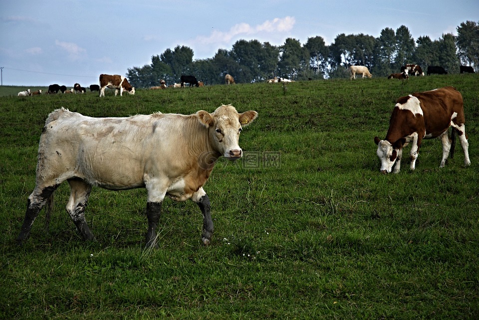 牧场,奶牛,草地