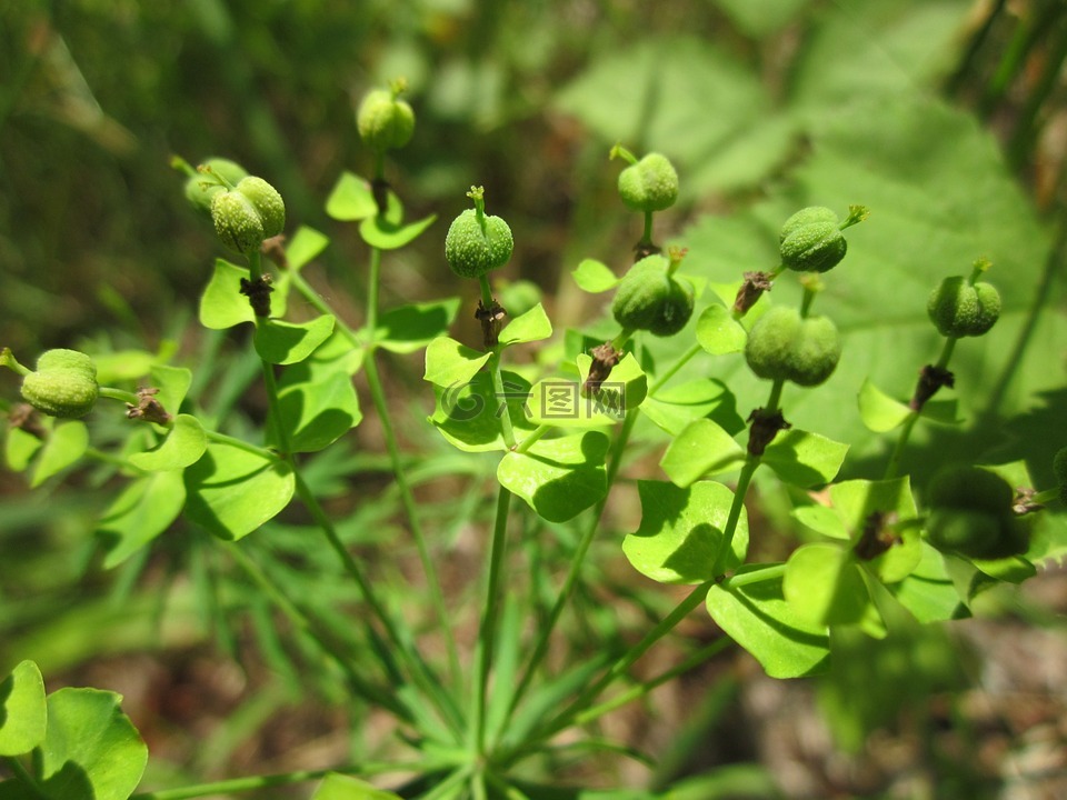 甘遂seguieriana,大戟,野花