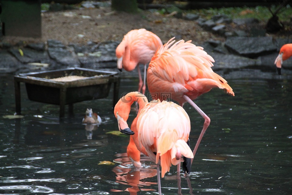 粉红色的牵伸性能,鸟,公园