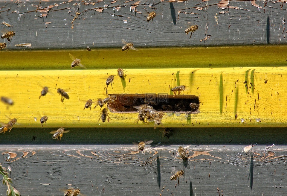 einflugloch,蜜蜂,蜂箱