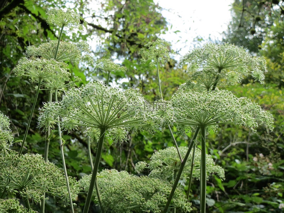 当归樟子松,野生当归,野花