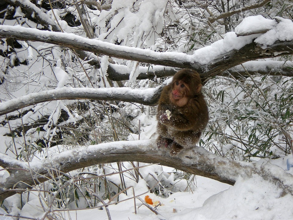 猴子,雪景,冬天