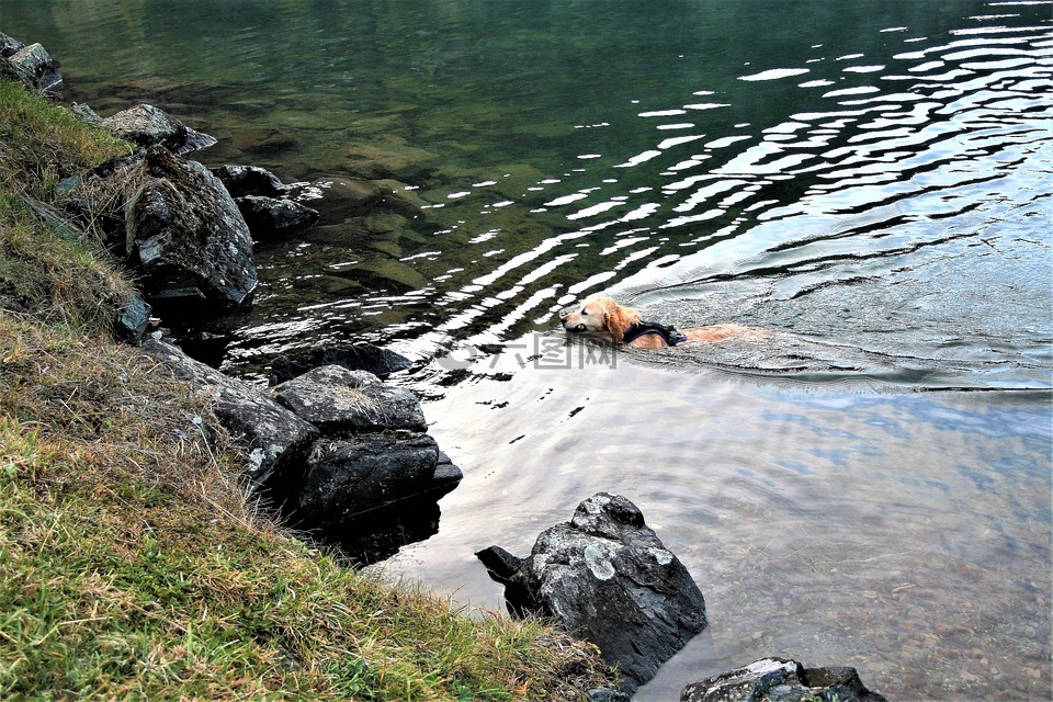 湖,秋,湿的狗