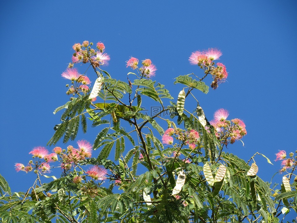 合欢花,波斯合欢,粉红色的丝绸树