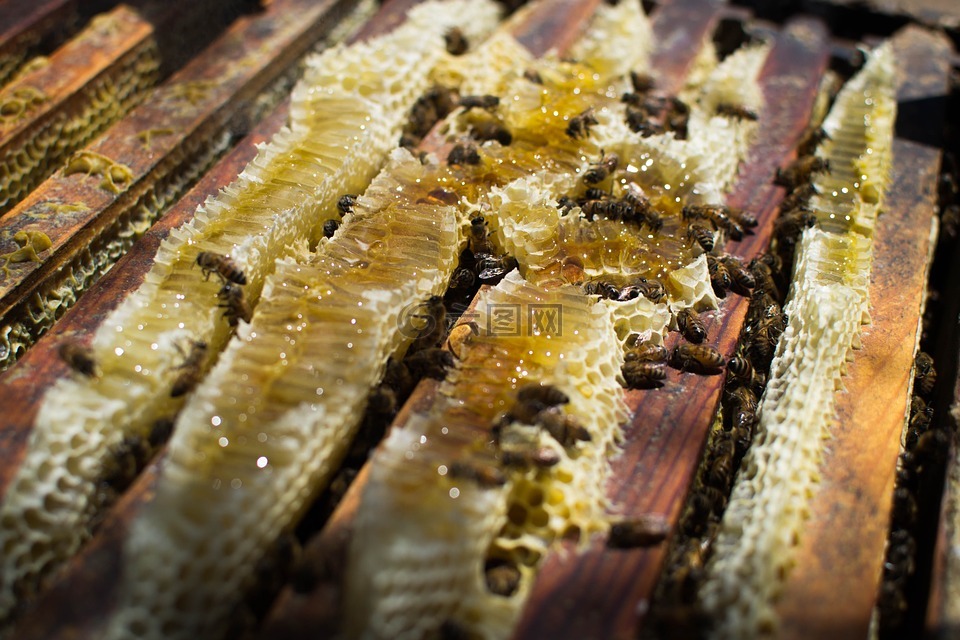 蜜蜂,性质,养蜂