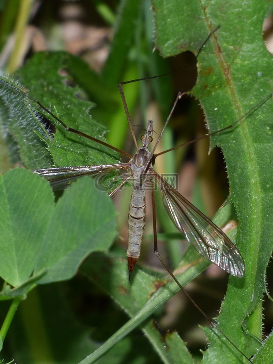 típula,巨蚊,tipúlido