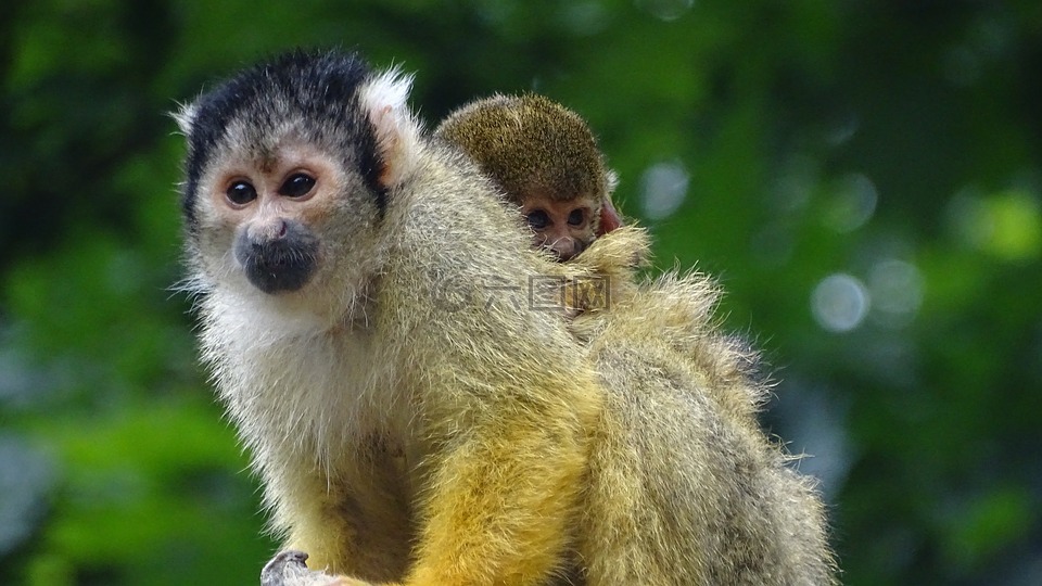小猴子,猴子,母亲和儿童