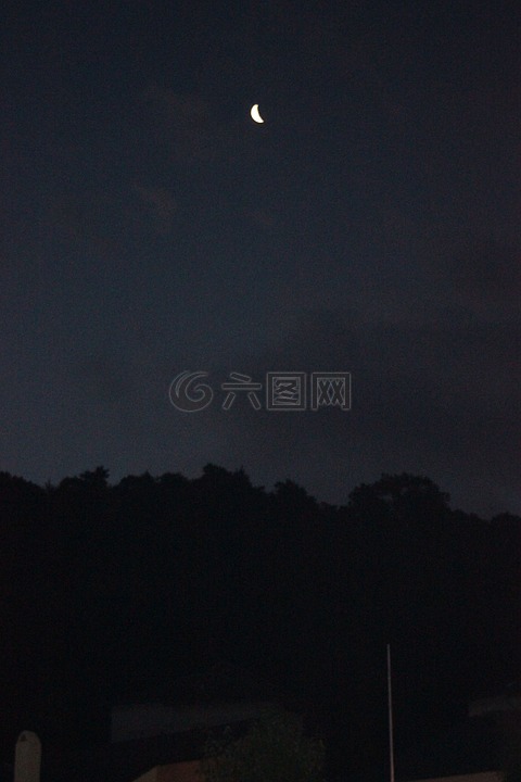 月亮,夜晚的天空,森林