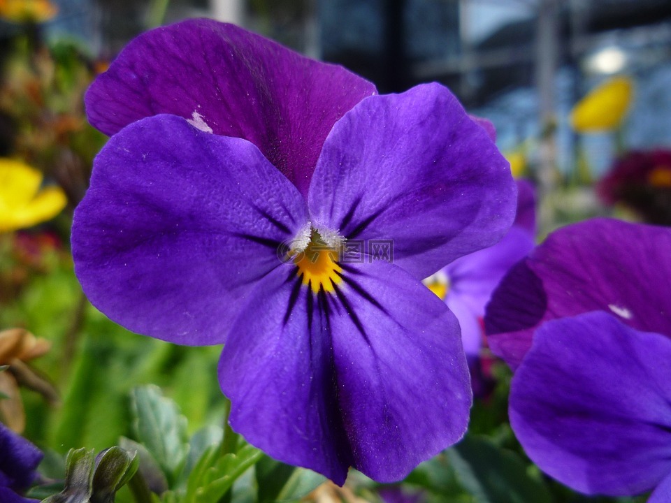 中提琴,花,紫色