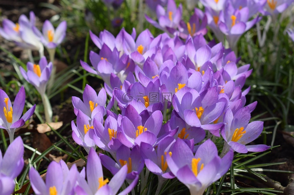 藏红花,紫,春天的预兆