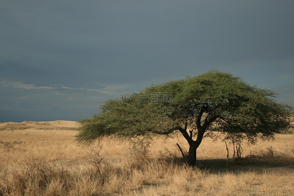 树,相思树,非洲